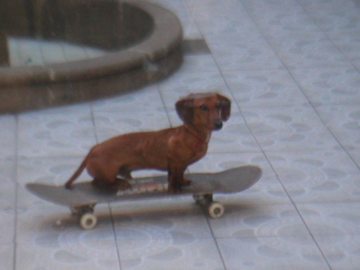 mi rufo en la patineta